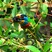 Black-browed Barbet